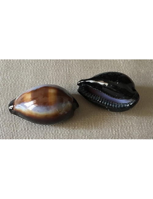 Cypraea onyx 3/4cm (lot de 3)