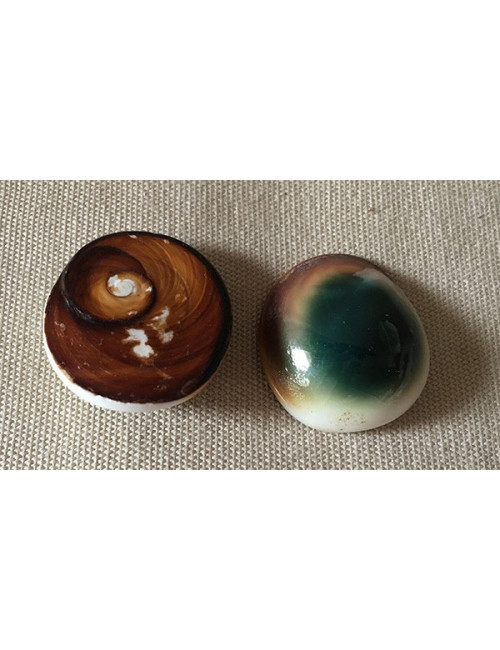 Opercule de turbo vert 2.