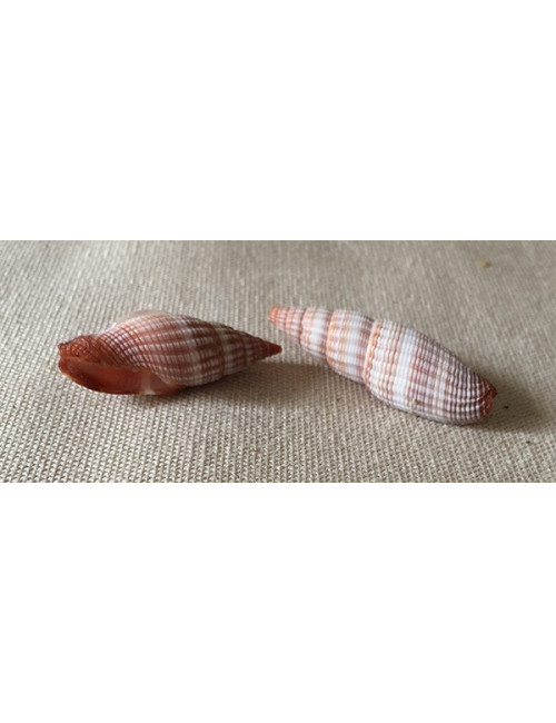 Mitra sanguinetum 3cm (lot de 6)