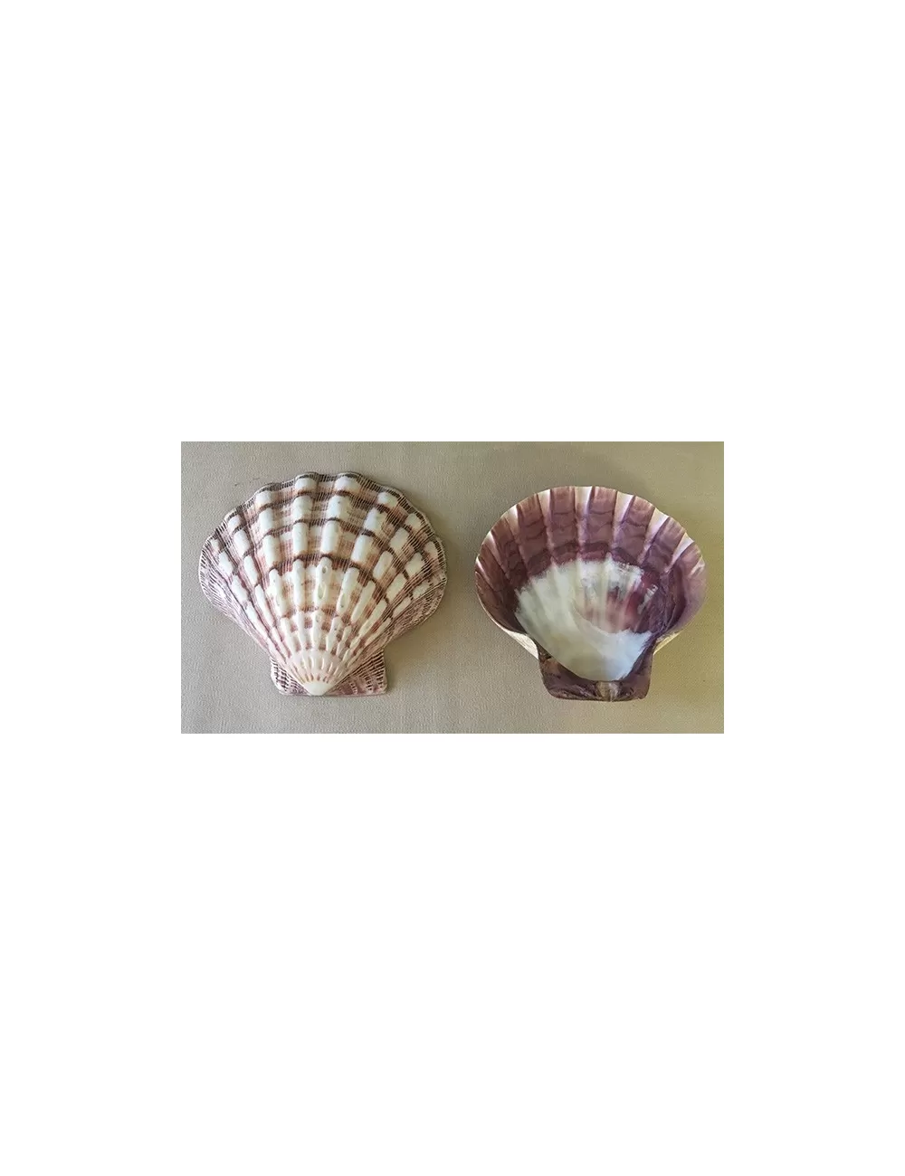 Valve de pecten subnodosus violet polie 12/14cm