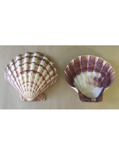 Valve de pecten subnodosus violet polie 12/14cm