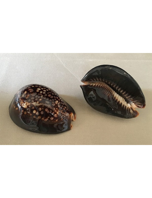 Cypraea mauritiana 7/8cm