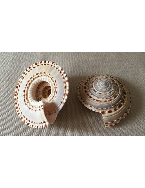 Architectonica maxima 6/7cm