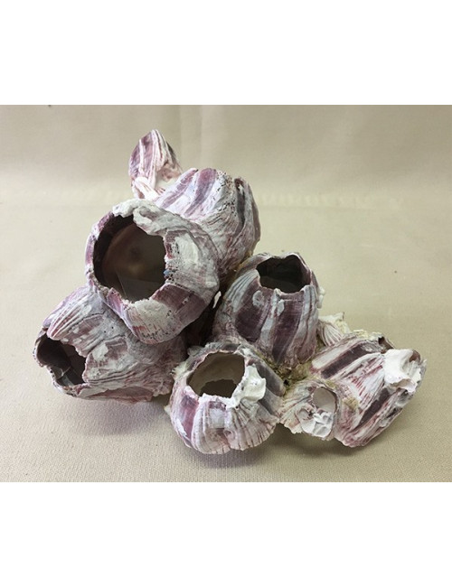 Balanes bloc 18/23cm