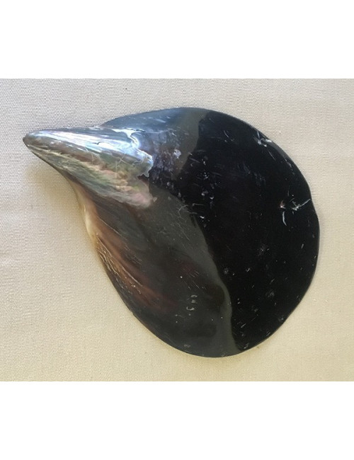 Valve de Pen Shell 18/25cm