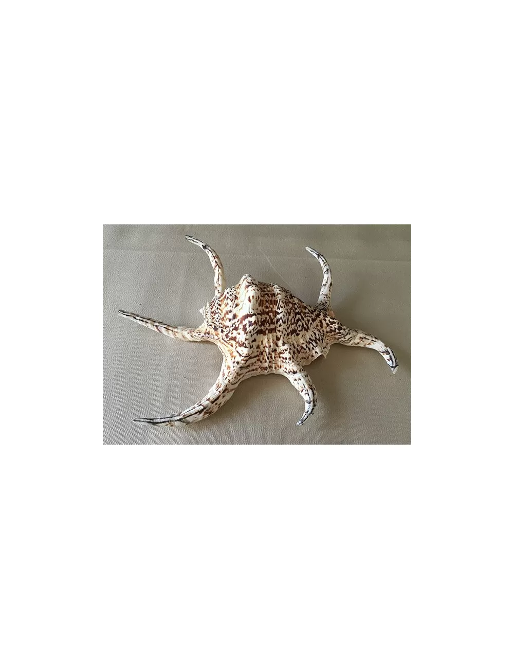 Lambis chiragra 18/22cm