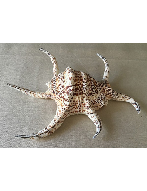 Lambis chiragra 18/22cm