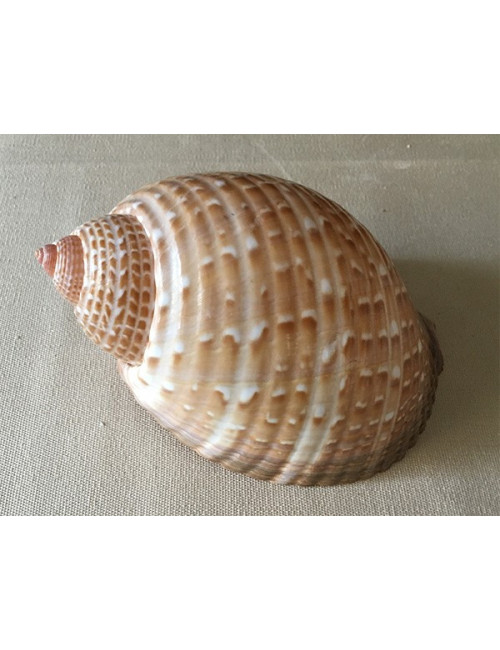 Tonna perdrix 8/10 cm