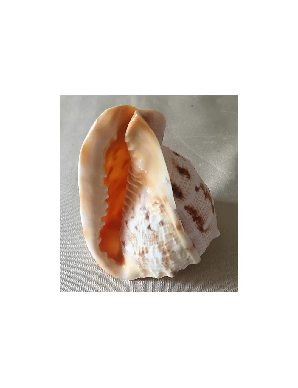 Cassis cornuta 12/14 cm