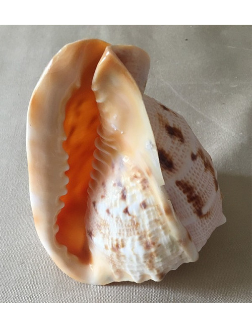 Cassis cornuta 12/14 cm