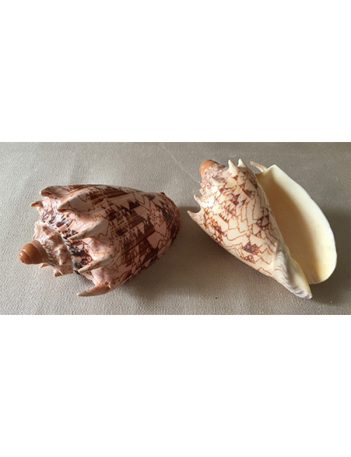 Volute impériale 15/17cm