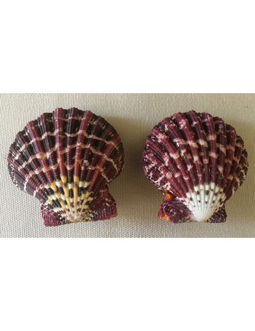 Pecten pallium naturel 4/6 cm (lot de 3)