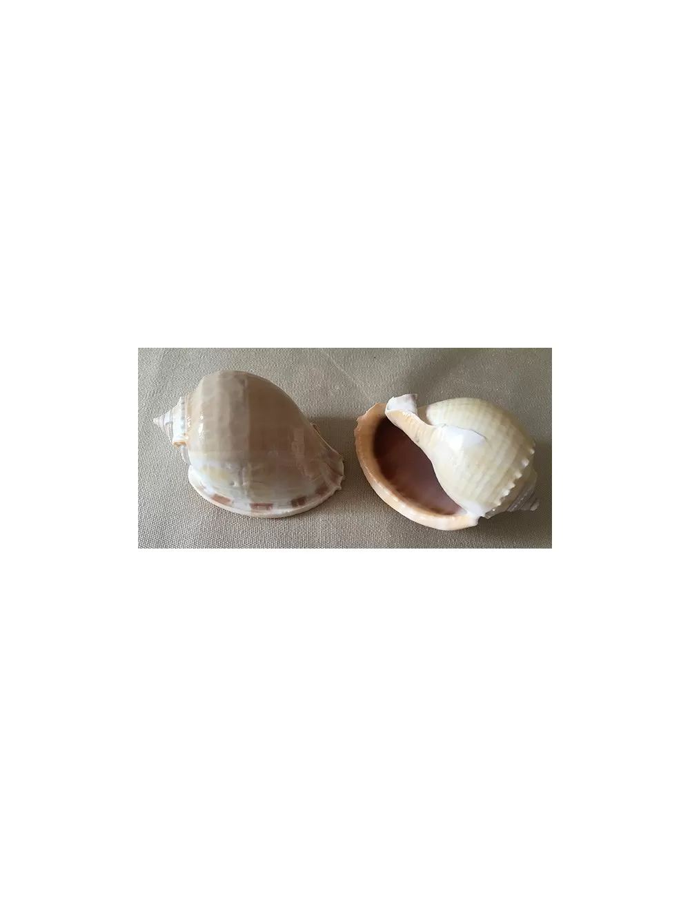 Cassis Phallium Glaucum 11/12