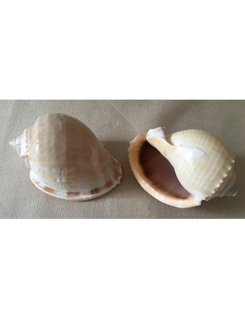 Cassis Phallium Glaucum 11/12