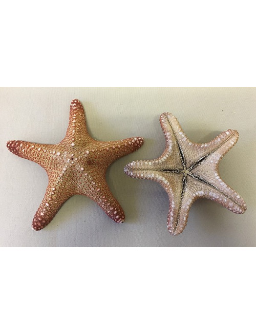 0824A Etoile de mer jungle naturelle (lot de 3) 8/10cm