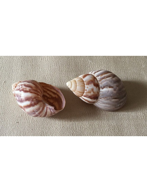 Terrestre Fulica violet 7/8cm (lot de 5)