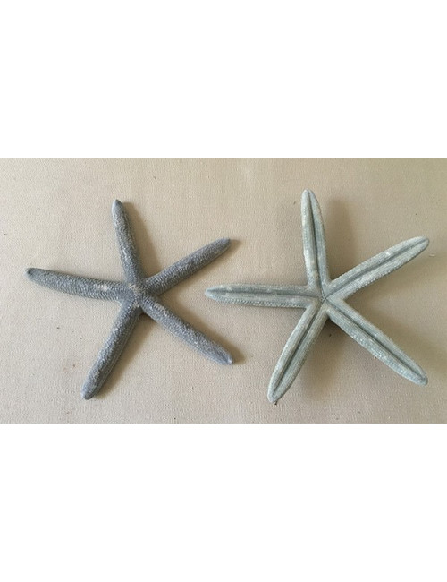 0833A Etoile de mer longs bras naturelle 15/18cm