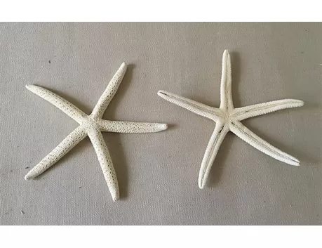Etoile de mer longs bras blanchie 10/14cm (lot de 3)