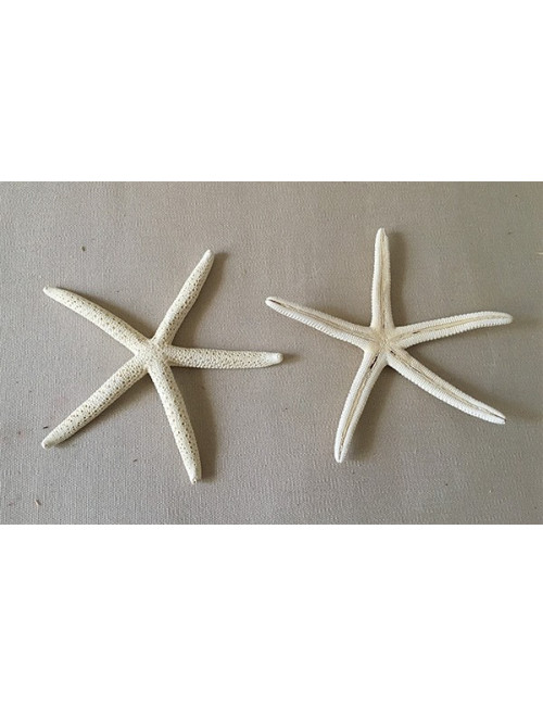 Etoile de mer longs bras blanchie 10/14cm (lot de 3)