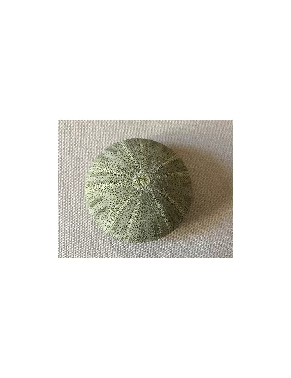 Test d'oursin vert PM (lot de 3)