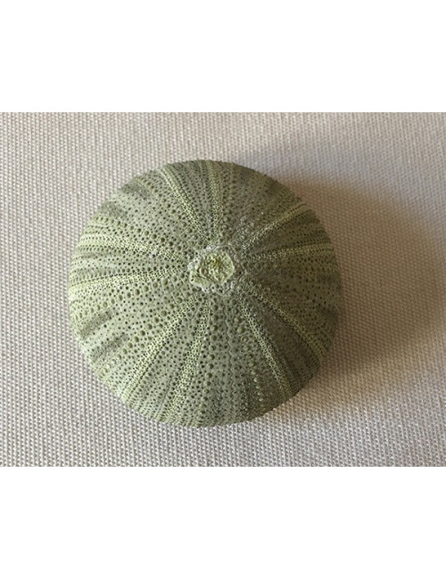 Test d'oursin vert PM (lot de 3)