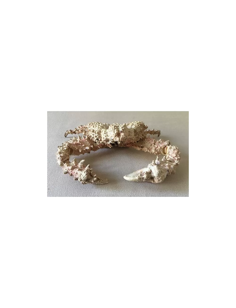 Crabe Pierre 14/16cm