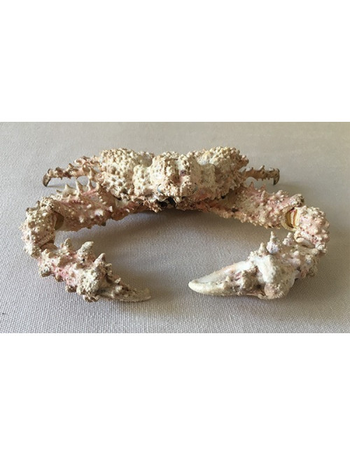 Crabe Pierre 14/16cm