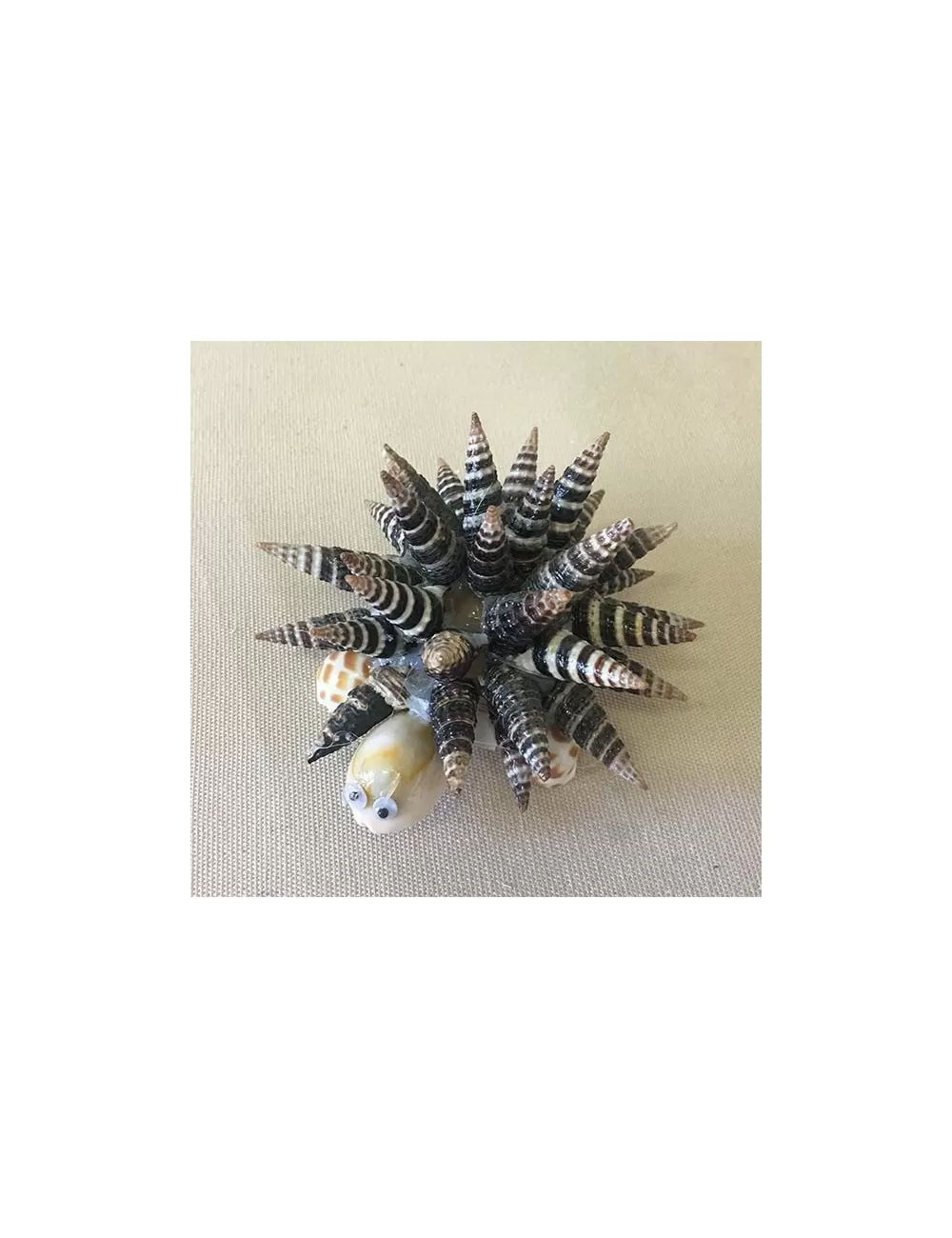 Tortue hérisson battilaria 8/9cm