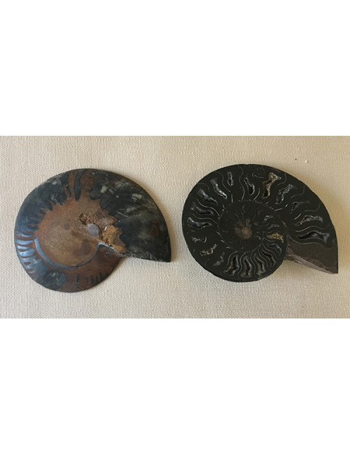 Ammonite Cleodinas coupée en 2 - 50/60mm 100 millions d'années