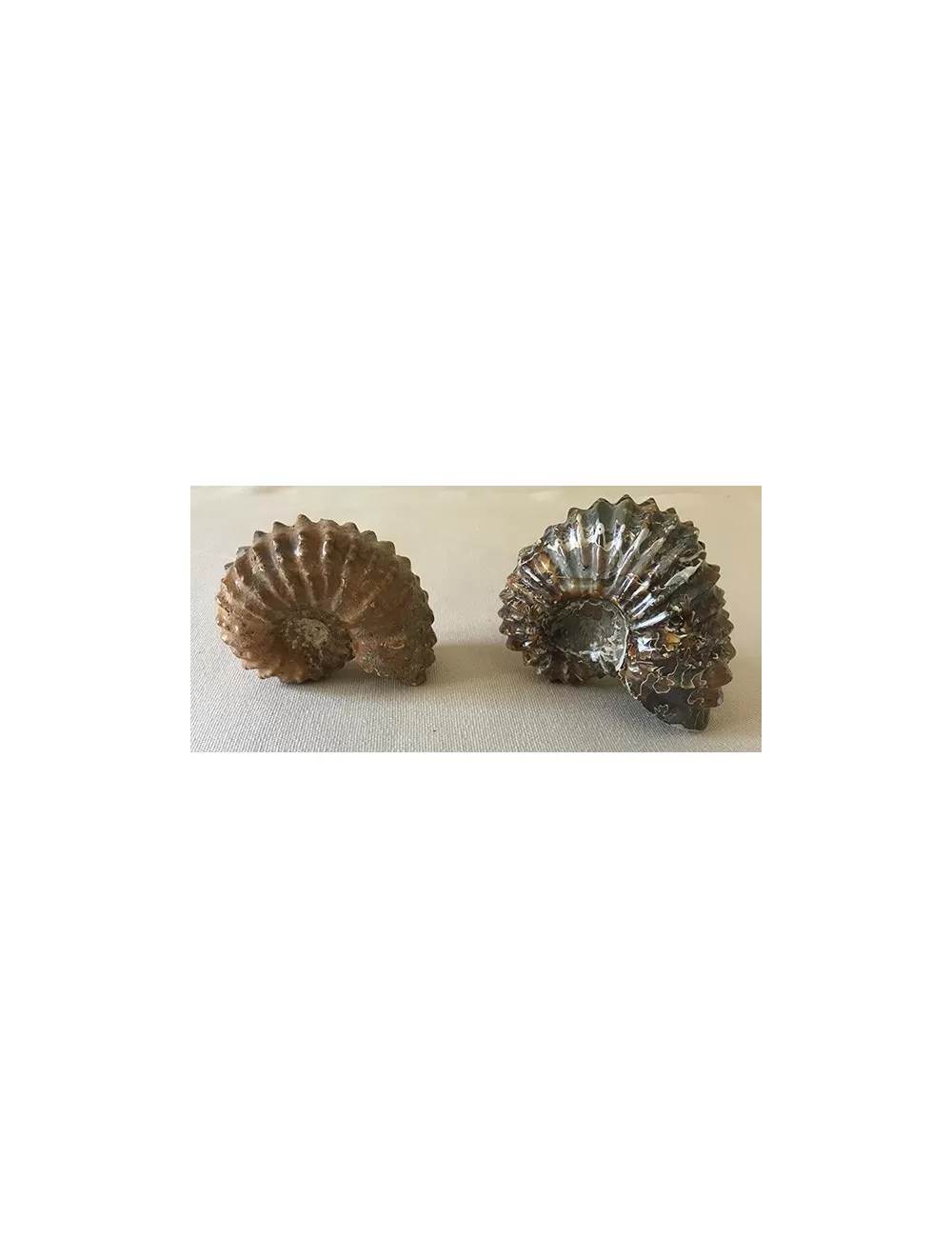 Ammonite Douvilliceras 70/80mm
