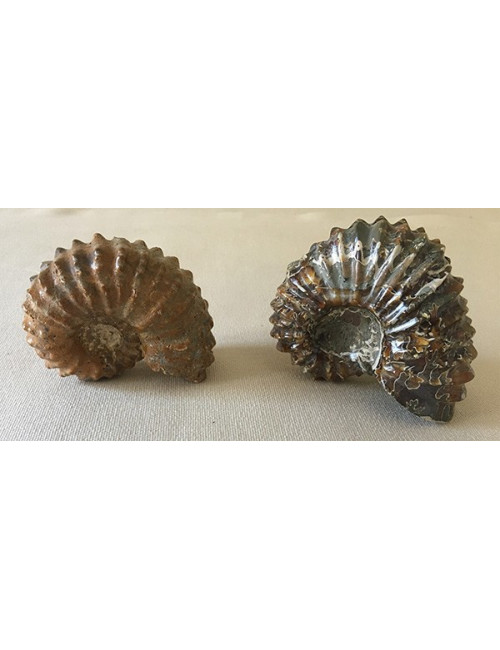 Ammonite Douvilliceras 70/80mm
