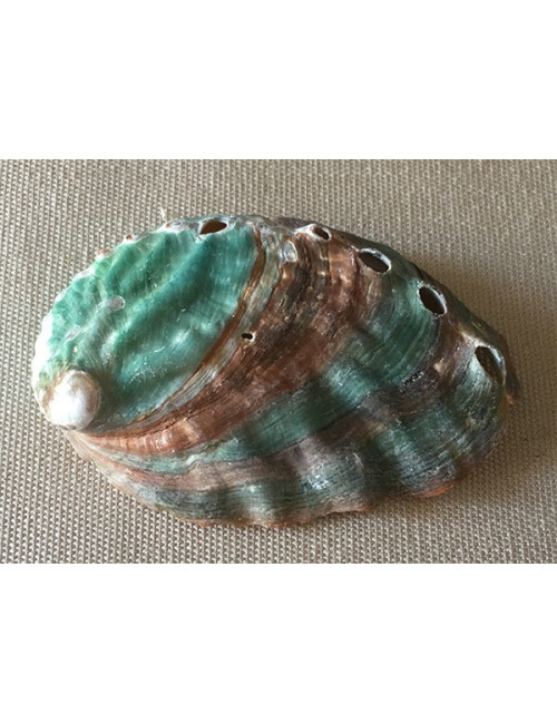 Abalone naturelle dos couleur 5/6 cm lot de 6