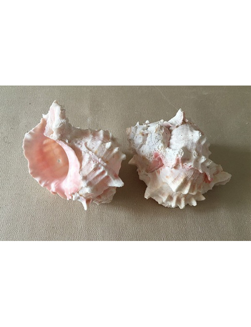 Murex erythrostomus (rose) 8/11cm