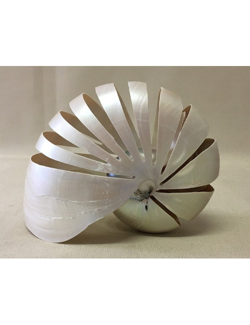Nautile nacré strié 15cm