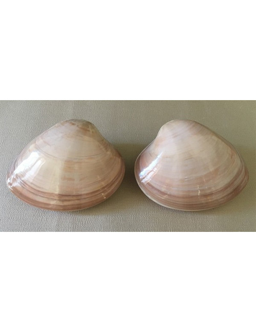 Clam chocolate bi-valve 7.