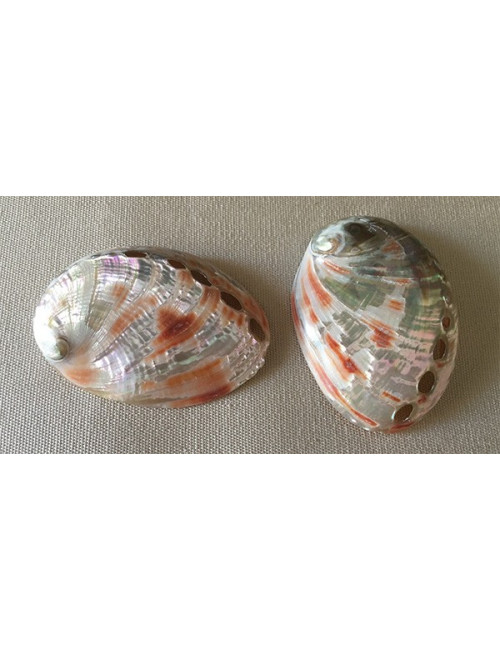 Abalone Rufescens 8/9cm