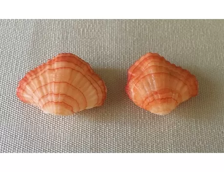 Brachiopode orange 3/4cm