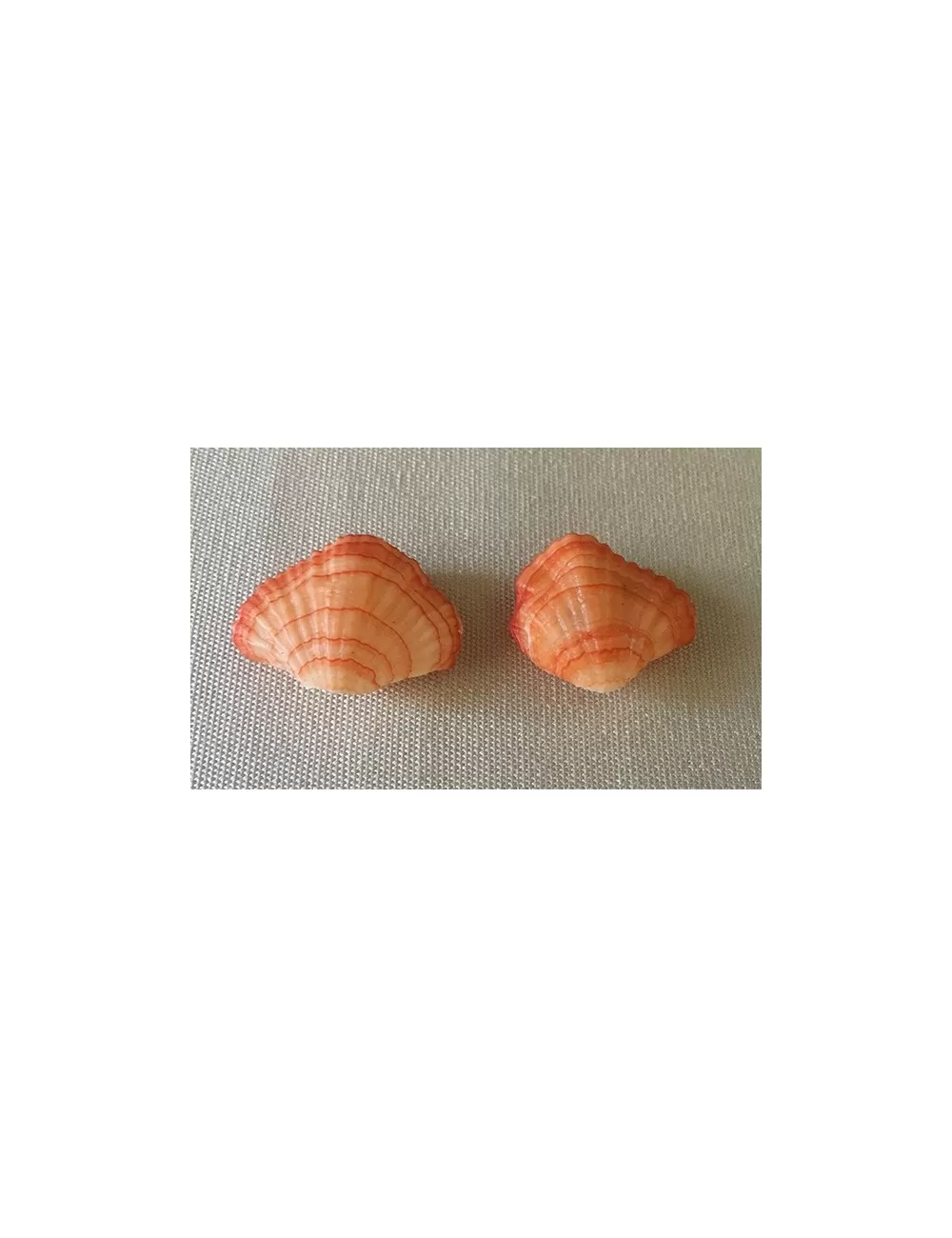Brachiopode orange 3/4cm