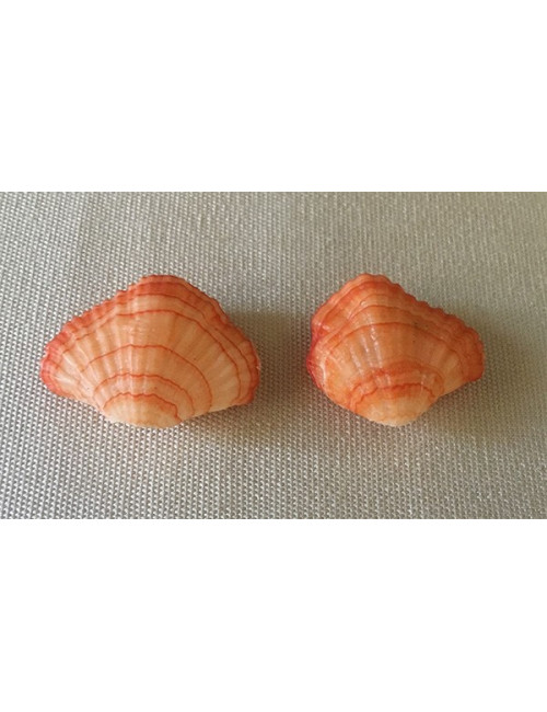 Brachiopode orange 3/4cm