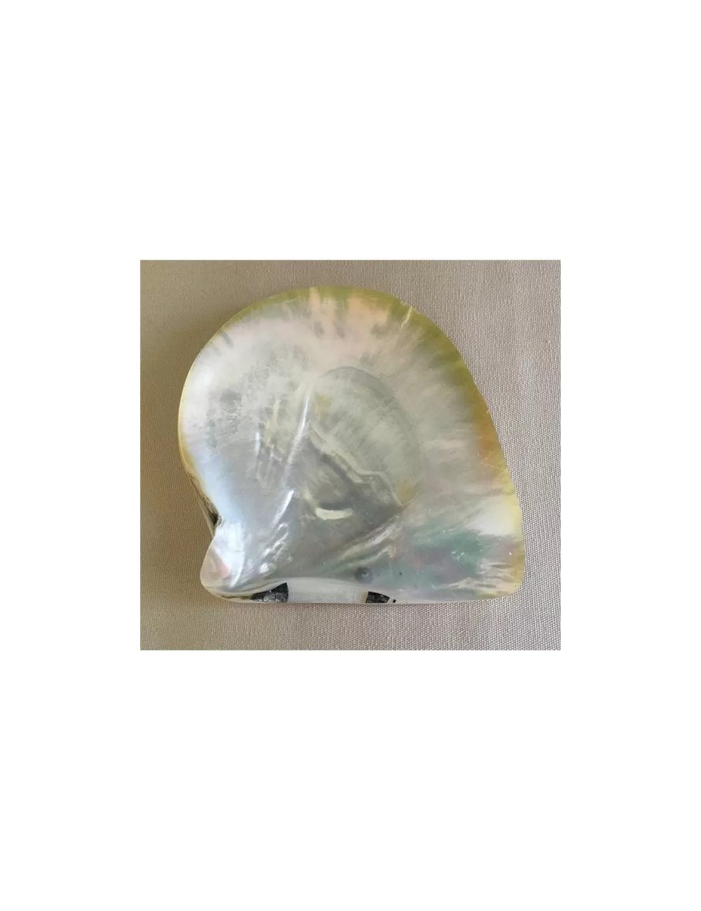 Huitre Perlière polie 14cm