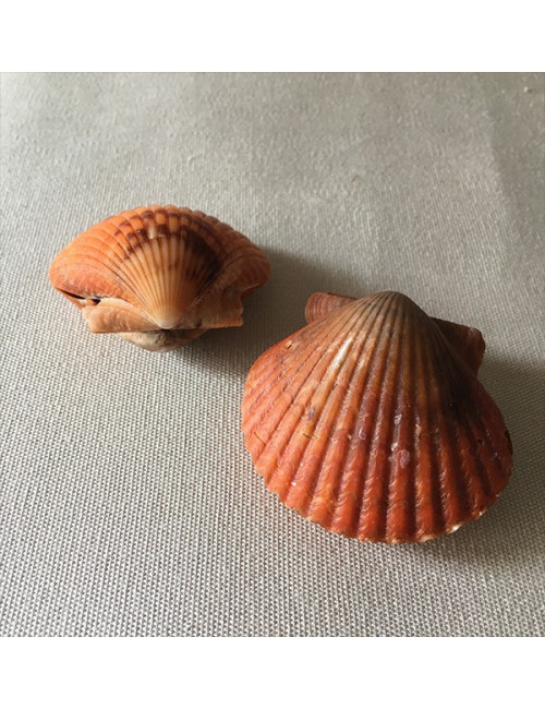 Pecten circularis 6 cm