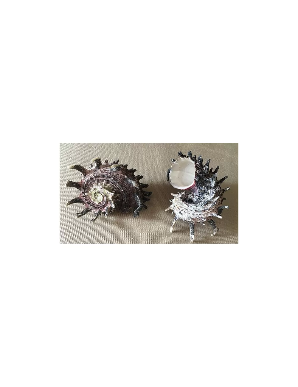 Angaria imperialis 6/8cm