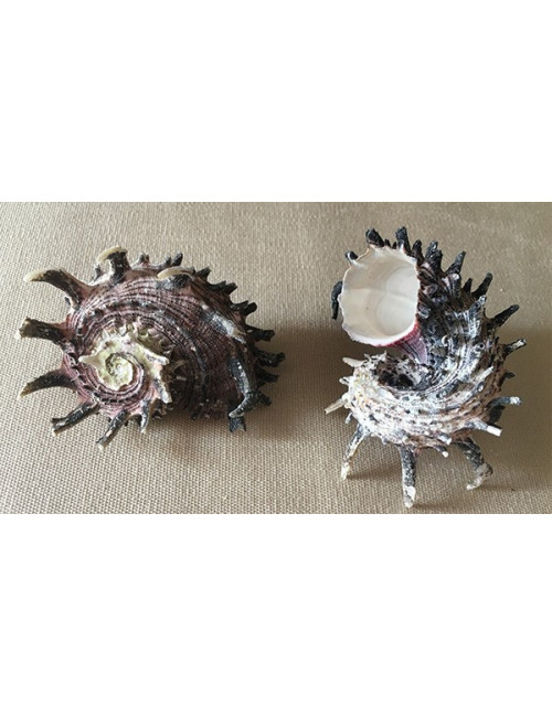 Angaria imperialis 6/8cm