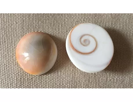 Opercule de turbo poli  (lot de 6)