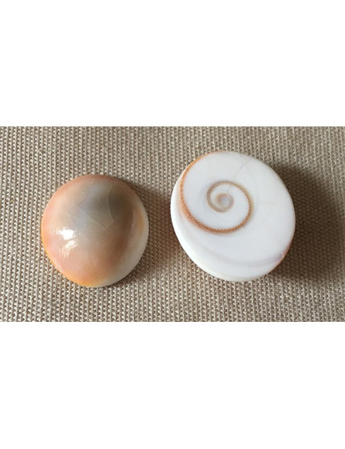 Opercule de turbo poli (lot de 6)