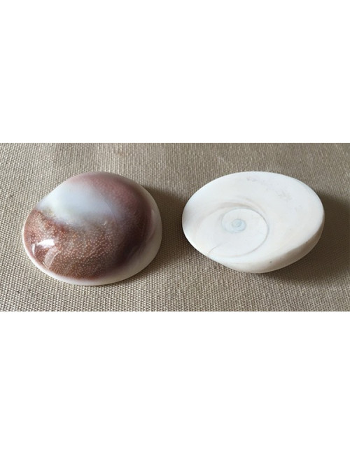 Opercule de burgo poli 4/5cm