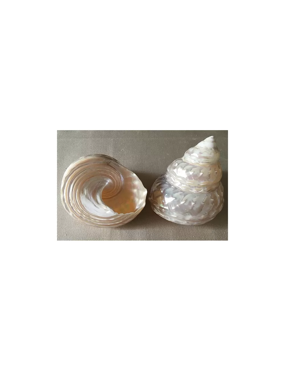 Astrea undosa nacrée 9/11cm