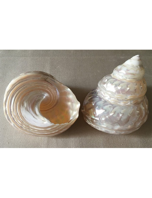 Astrea undosa nacrée 9/11cm