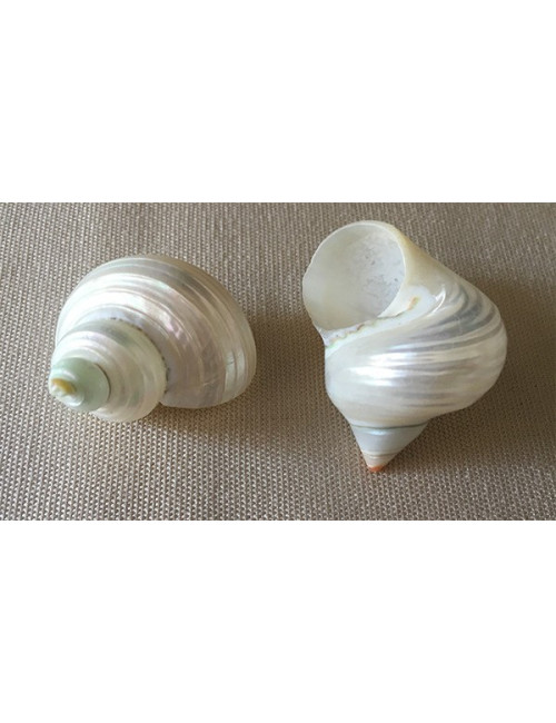Turbo nacré 2/3 cm lot de 6