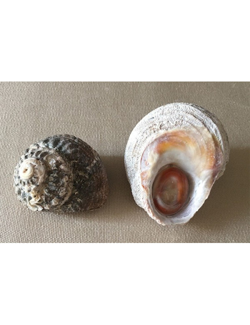 Turbo rugueux 6/8cm avec opercule Ste Lucie